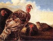 Domestic Fowl  fg CUYP, Aelbert